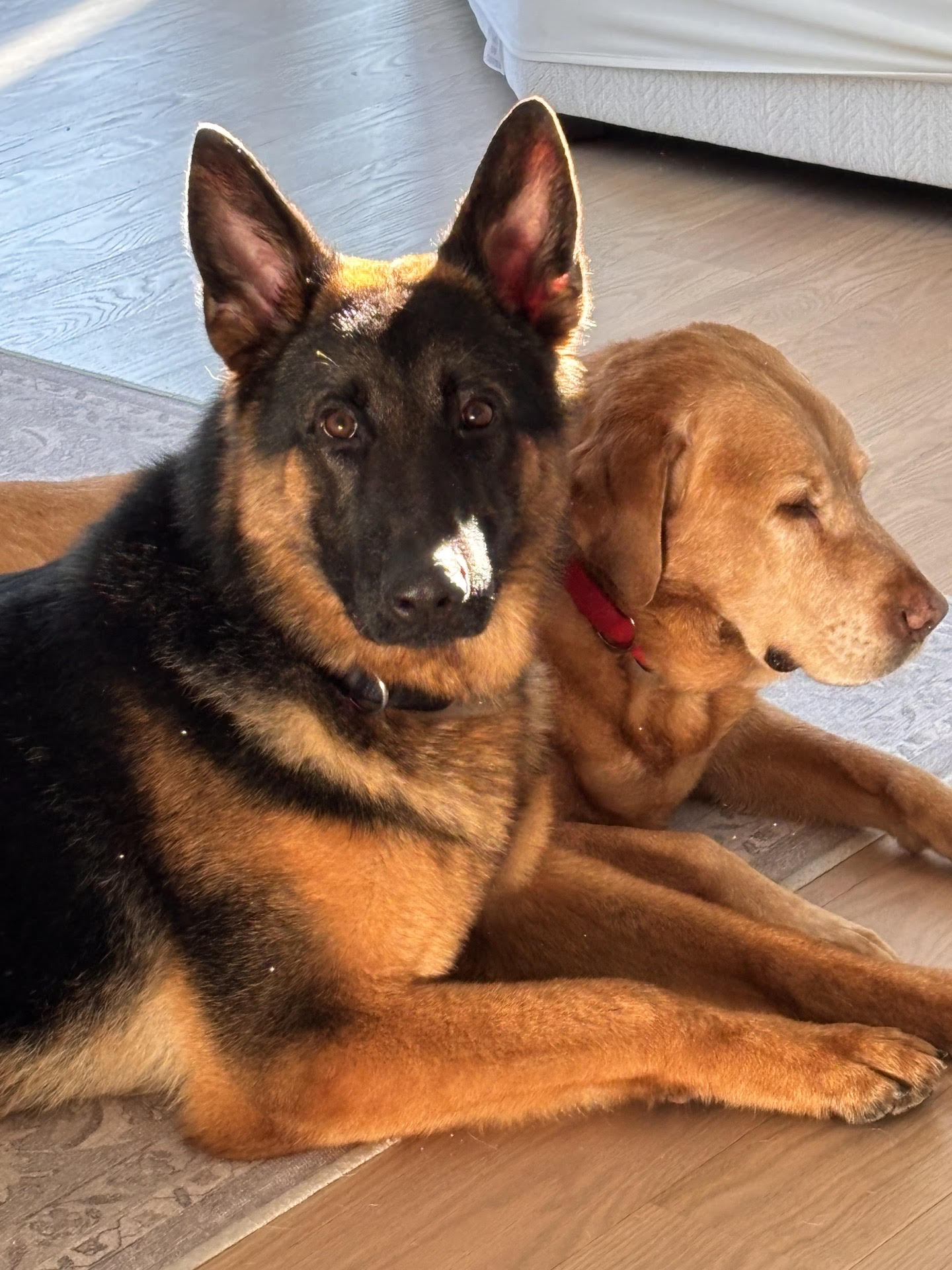 Diet care high performance training dogs working K9 NJ